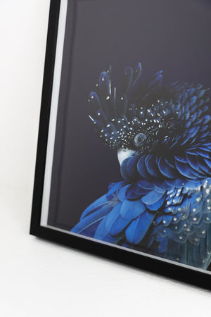 Blue Parrot in Black Frame
