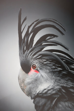 Black Parrot In Black Frame