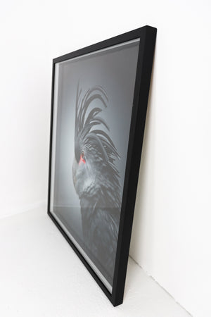 Black Parrot In Black Frame