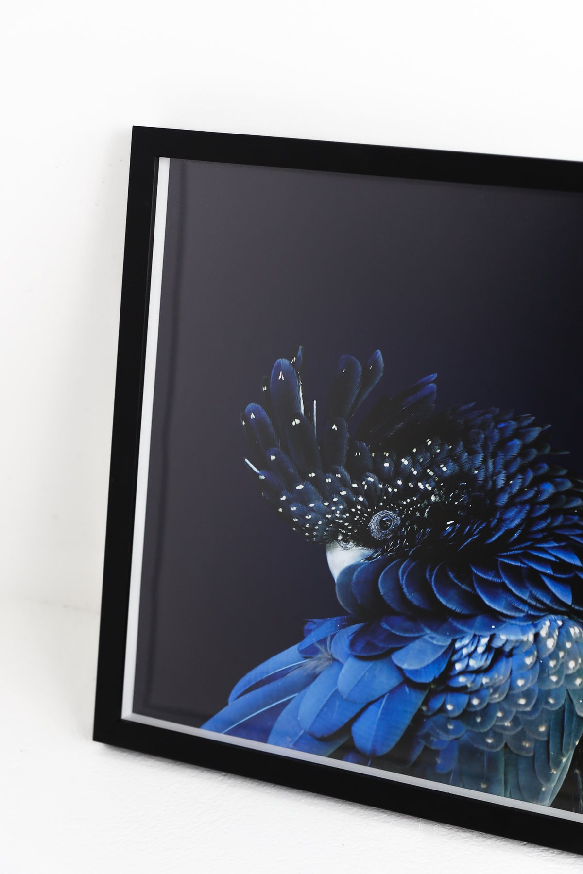 Blue Parrot in Black Frame