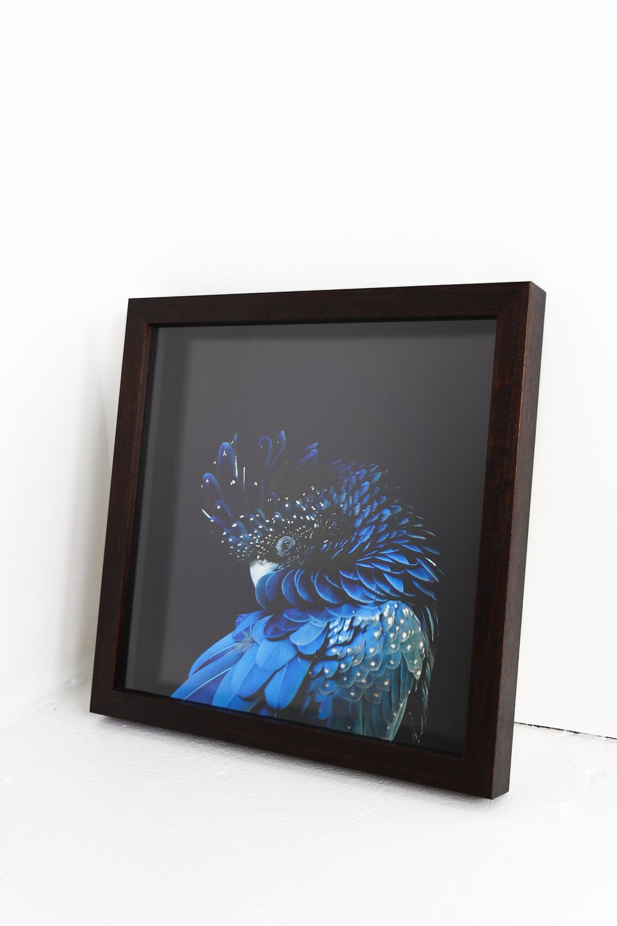 Blue Parrot in Dark Timber Frame