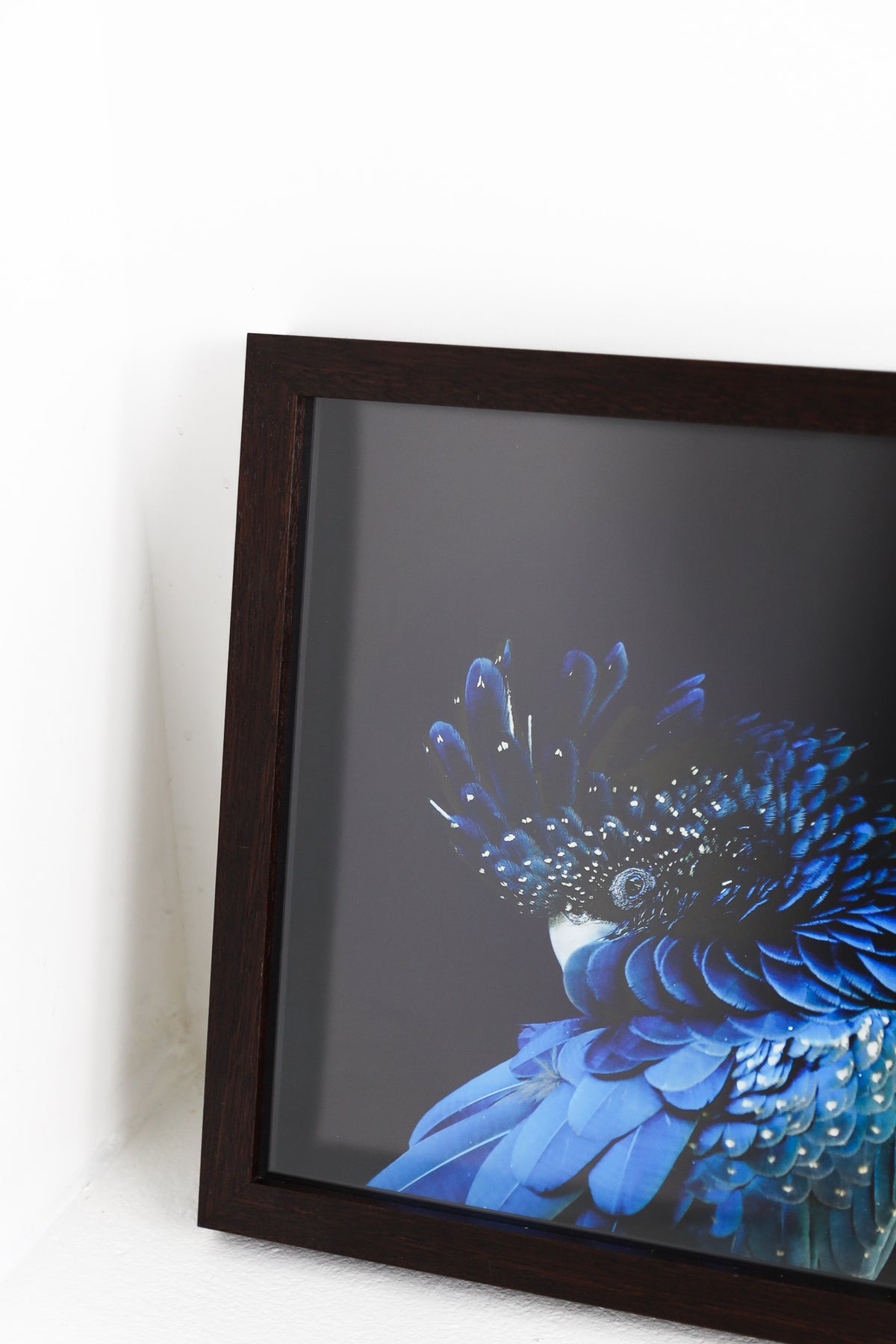 Blue Parrot in Dark Timber Frame