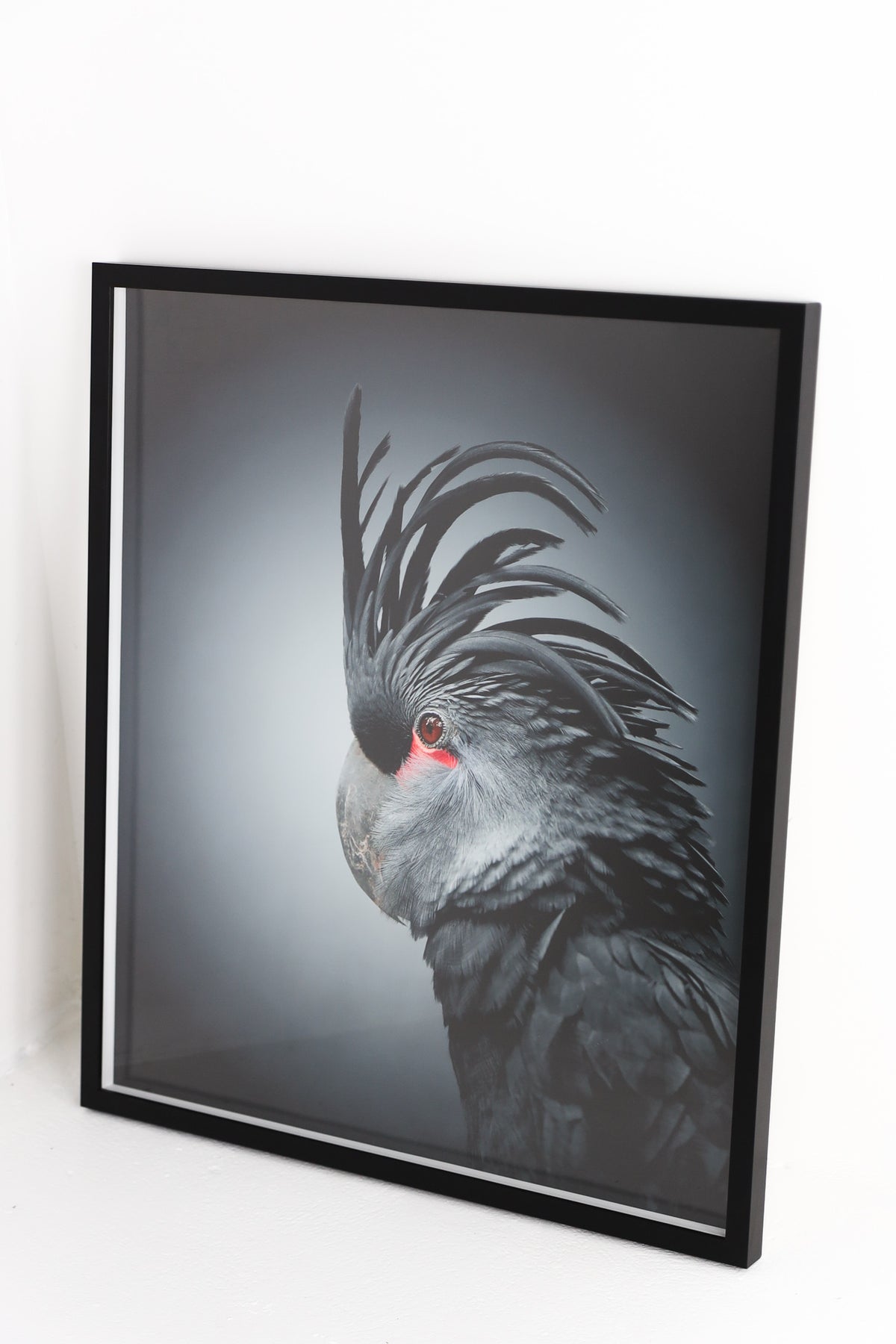 Black Parrot In Black Frame