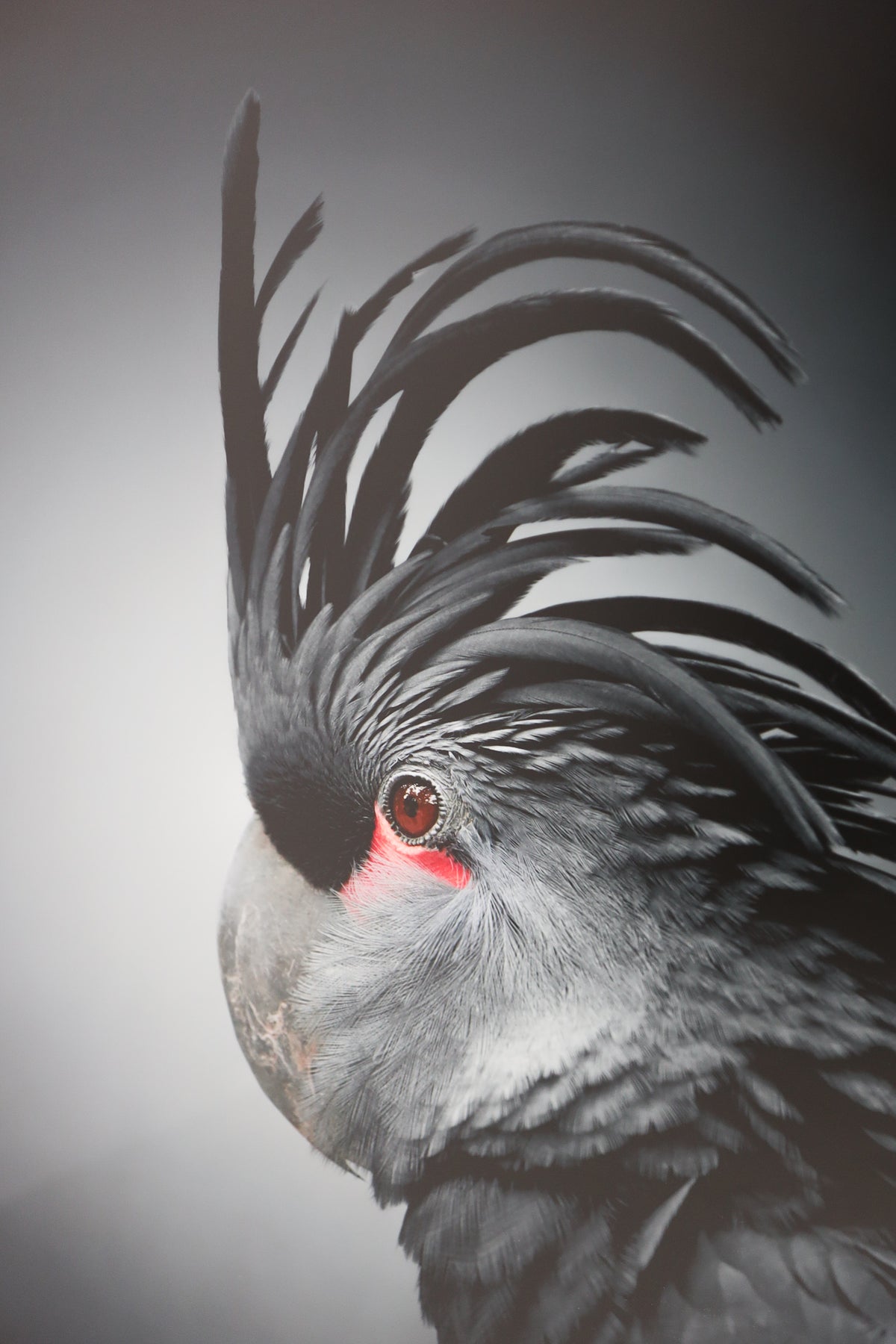 Black Parrot In Black Frame